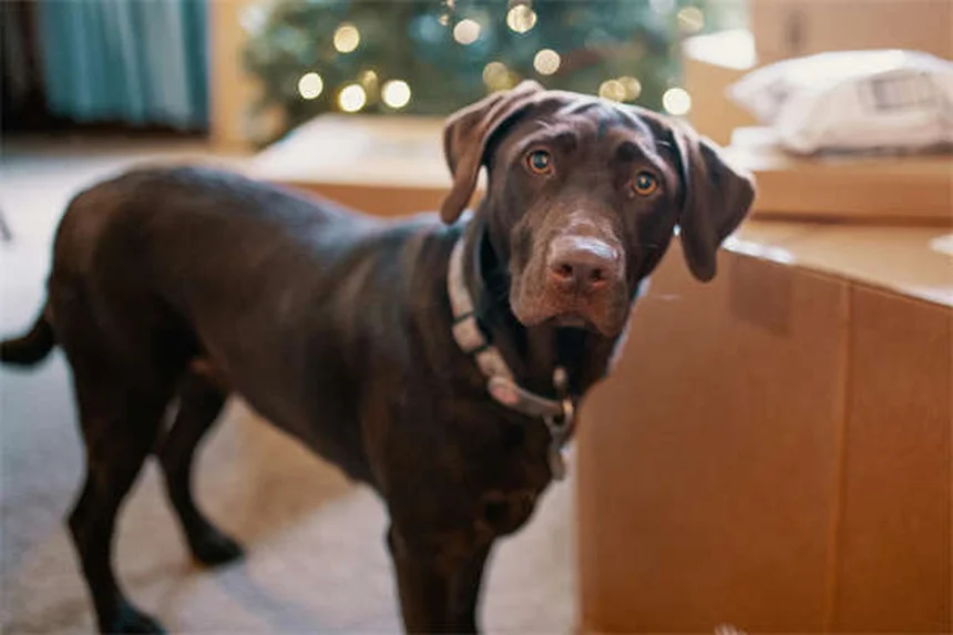 Dog Acupuncture Benefits: 5 Surprising Ways It Helps Your Pup