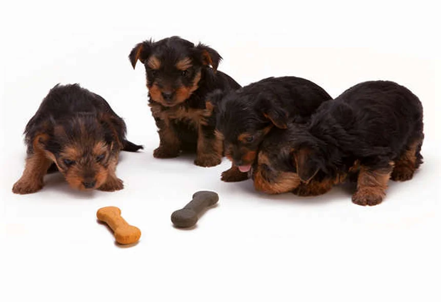 Dog Acupuncture Benefits: 5 Surprising Ways It Helps Your Pup