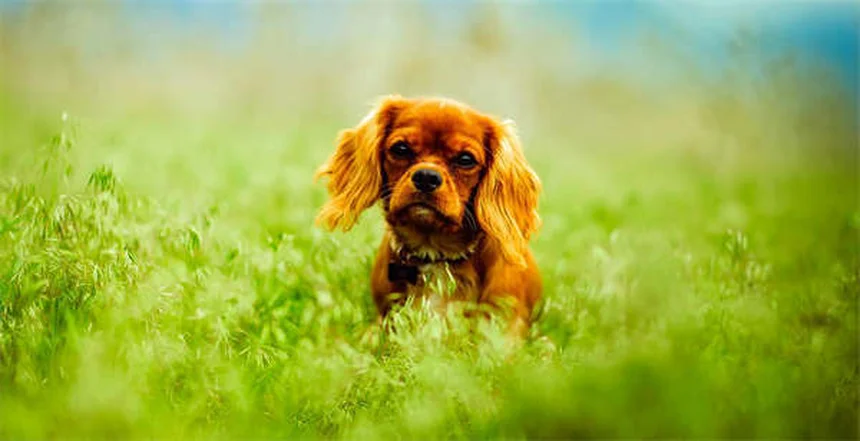 Canine Leukemia: 5 Warning Signs Every Dog Owner Must Know