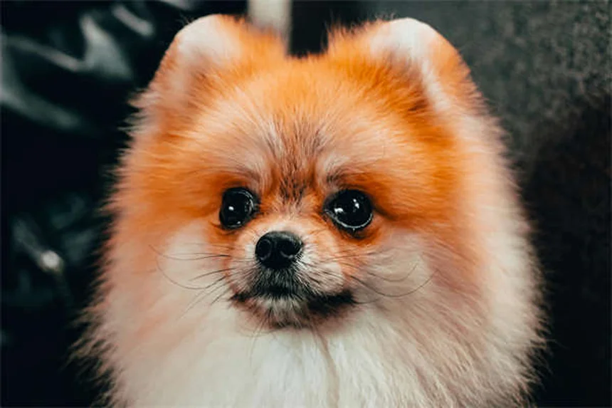 Canine Leukemia: 5 Warning Signs Every Dog Owner Must Know