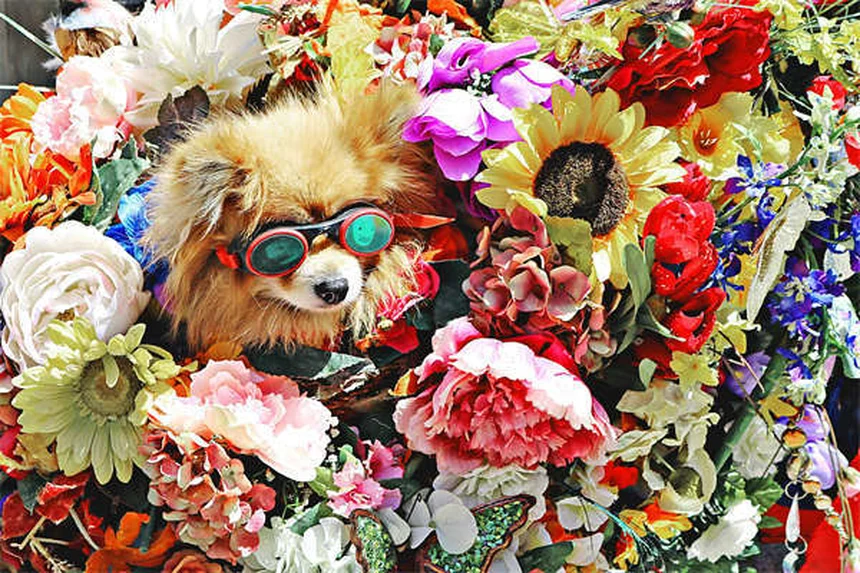 Dog Years to Human Years: How to Calculate Your Pup's True Age