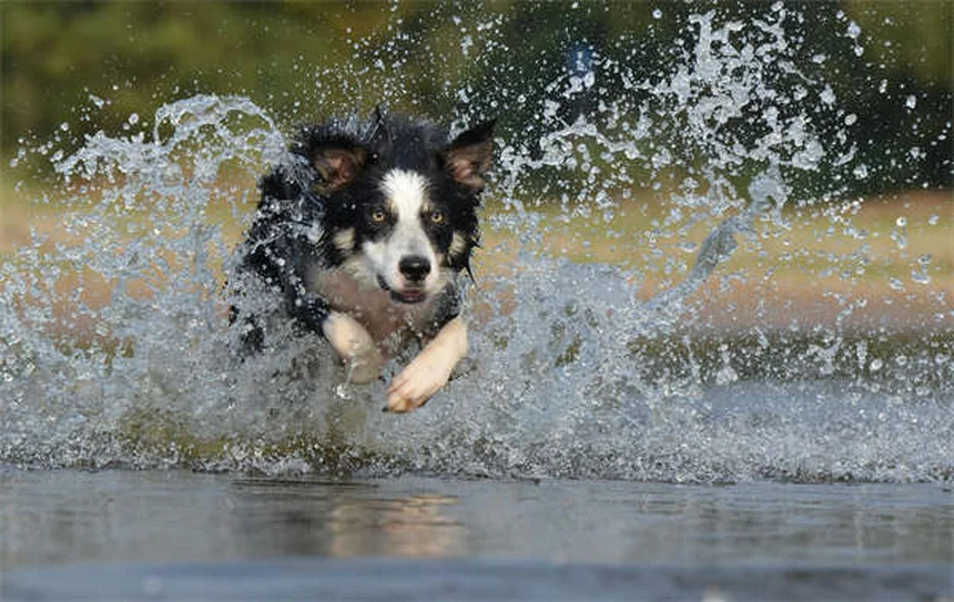 Dog Years to Human Years: How to Calculate Your Pup's True Age