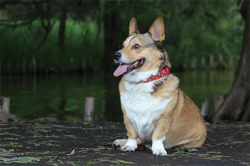Dog Years to Human Years: How to Calculate Your Pup's True Age