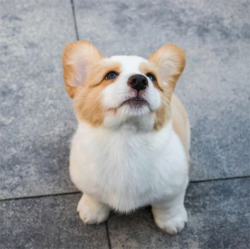 How Much to Feed Your Dog: The Complete Feeding Guide