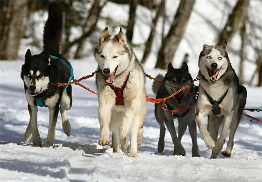 How Much to Feed Your Dog: The Complete Feeding Guide