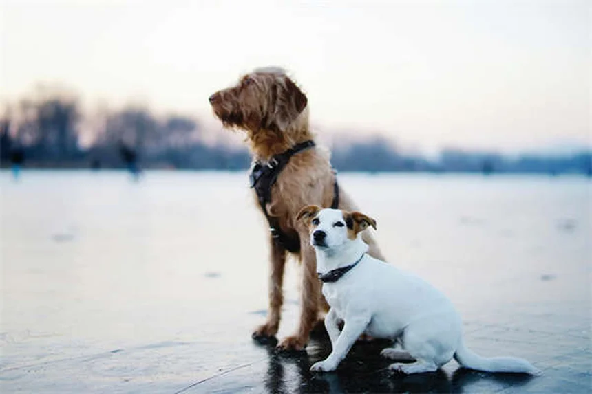 How Much to Feed Your Dog: The Complete Feeding Guide