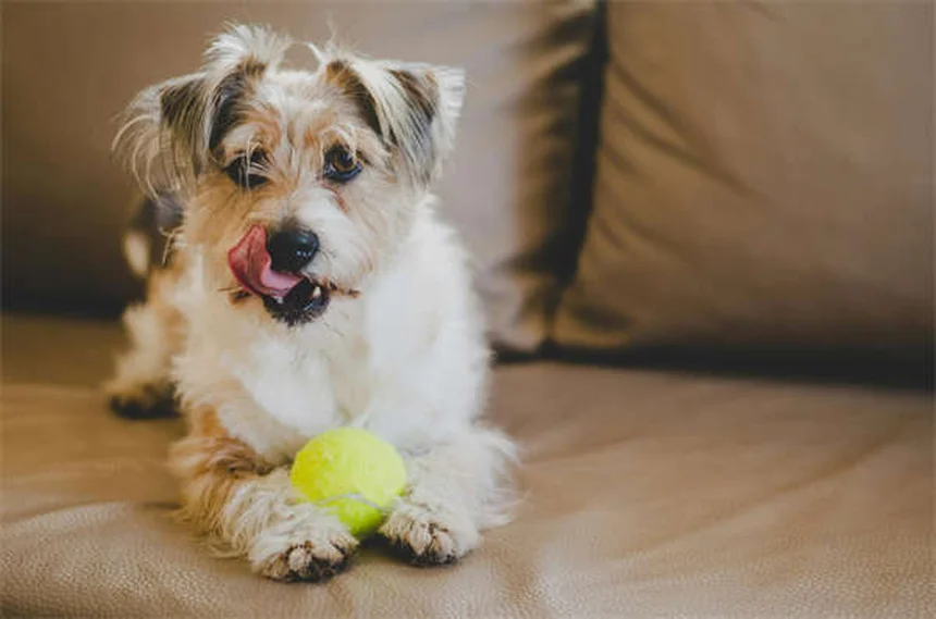 Lactated Ringer's for Pets: What Every Pet Owner Should Know