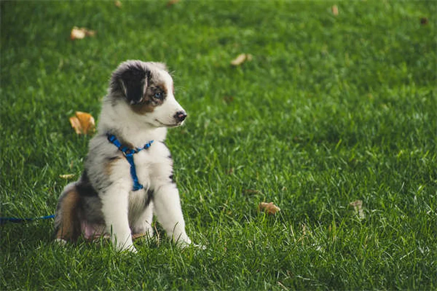 Lactated Ringer's for Pets: What Every Pet Owner Should Know