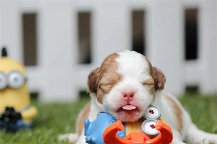 Lactated Ringer's for Pets: What Every Pet Owner Should Know